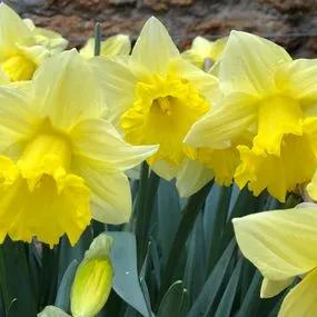 Irish Luck Daffodil (Narcissus Irish Luck) Img 2